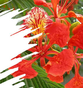 Gulmohar