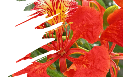 गुलमोहर – Gulmohar